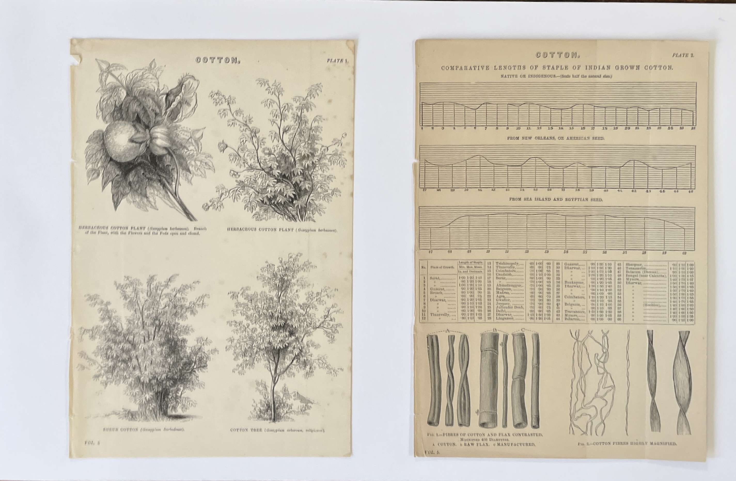 Cotton Plants Antique Prints