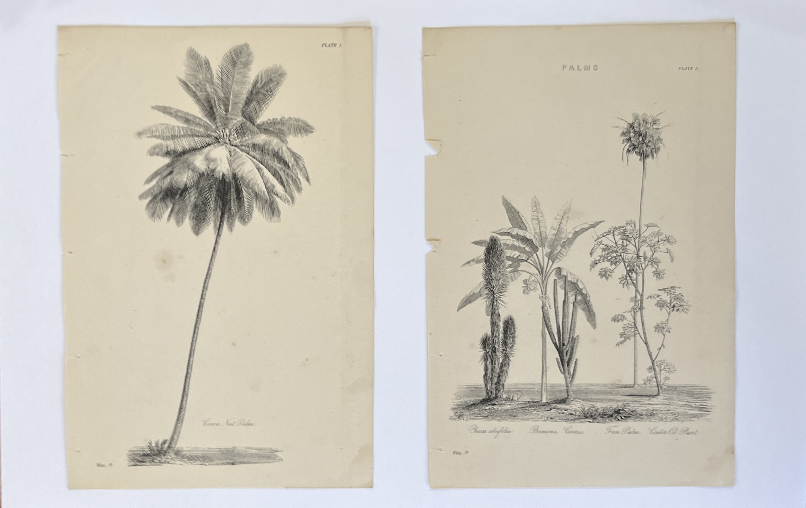 Palm Trees Antique Prints